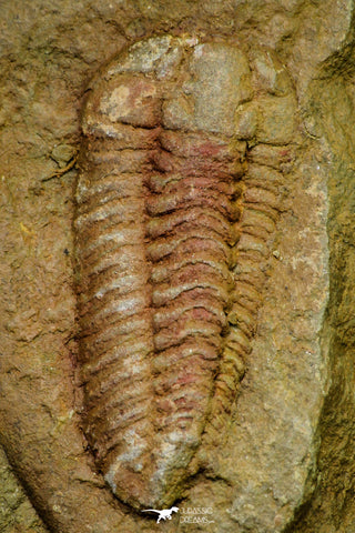 21127 - Rare Bavarilla zemmourensis Lower Ordovician Trilobite Fezouata Fm