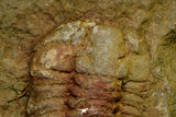 21127 - Rare Bavarilla zemmourensis Lower Ordovician Trilobite Fezouata Fm