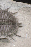 20059 - Top Quality 2 Associated Basseiarges mellishae Middle Devonian Trilobites