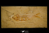 30162- Nicely Preserved 4.24 Inch Sedenhorstia sp Fossil Fish - Cretaceous Lebanon