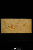 30162- Nicely Preserved 4.24 Inch Sedenhorstia sp Fossil Fish - Cretaceous Lebanon