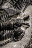 07158 - Beautiful Association 4 "Devil Horned" Cyphaspis walteri Devonian Trilobites