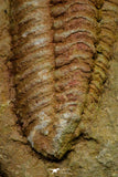 21127 - Rare Bavarilla zemmourensis Lower Ordovician Trilobite Fezouata Fm