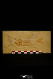 30162- Nicely Preserved 4.24 Inch Sedenhorstia sp Fossil Fish - Cretaceous Lebanon