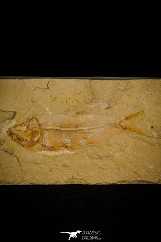 30162- Nicely Preserved 4.24 Inch Sedenhorstia sp Fossil Fish - Cretaceous Lebanon