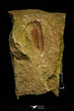 21127 - Rare Bavarilla zemmourensis Lower Ordovician Trilobite Fezouata Fm