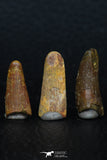 08129 - Great Collection of 3 Pterosaur (Coloborhynchus) Teeth Cretaceous KemKem Beds