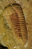21127 - Rare Bavarilla zemmourensis Lower Ordovician Trilobite Fezouata Fm