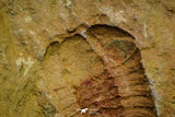 21127 - Rare Bavarilla zemmourensis Lower Ordovician Trilobite Fezouata Fm