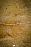 30162- Nicely Preserved 4.24 Inch Sedenhorstia sp Fossil Fish - Cretaceous Lebanon