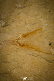 30162- Nicely Preserved 4.24 Inch Sedenhorstia sp Fossil Fish - Cretaceous Lebanon