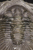 20060 - Top Quality 1.74 Inch Platyscutellum sp Lower Devonian Trilobite