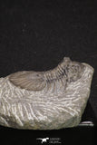 20060 - Top Quality 1.74 Inch Platyscutellum sp Lower Devonian Trilobite