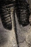 07159 - Nicely Preserved 1.46 Inch "Devil Horned" Cyphaspis walteri Devonian Trilobite