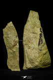 21128 - Rare Unidentified Asaphid Trilobite Lower Ordovician Fezouata Fm
