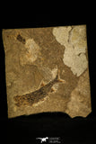 30163 - Extremely Rare Paleoniski sp Devonian Fossil Fish  - Siberia Russia