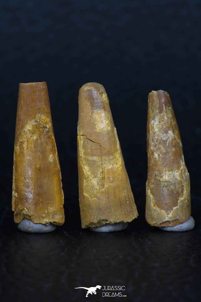 08130 - Great Collection of 3 Pterosaur (Coloborhynchus) Teeth Cretaceous KemKem Beds