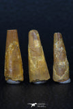 08130 - Great Collection of 3 Pterosaur (Coloborhynchus) Teeth Cretaceous KemKem Beds