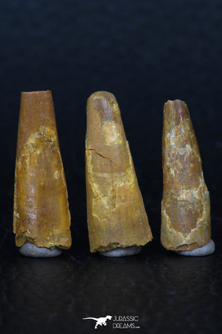 08130 - Great Collection of 3 Pterosaur (Coloborhynchus) Teeth Cretaceous KemKem Beds