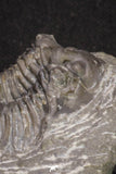 20060 - Top Quality 1.74 Inch Platyscutellum sp Lower Devonian Trilobite