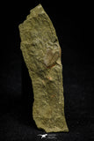 21128 - Rare Unidentified Asaphid Trilobite Lower Ordovician Fezouata Fm