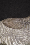 20060 - Top Quality 1.74 Inch Platyscutellum sp Lower Devonian Trilobite