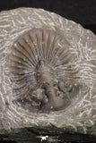 20060 - Top Quality 1.74 Inch Platyscutellum sp Lower Devonian Trilobite