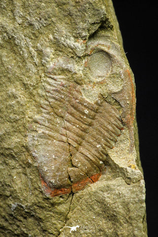 21128 - Rare Unidentified Asaphid Trilobite Lower Ordovician Fezouata Fm