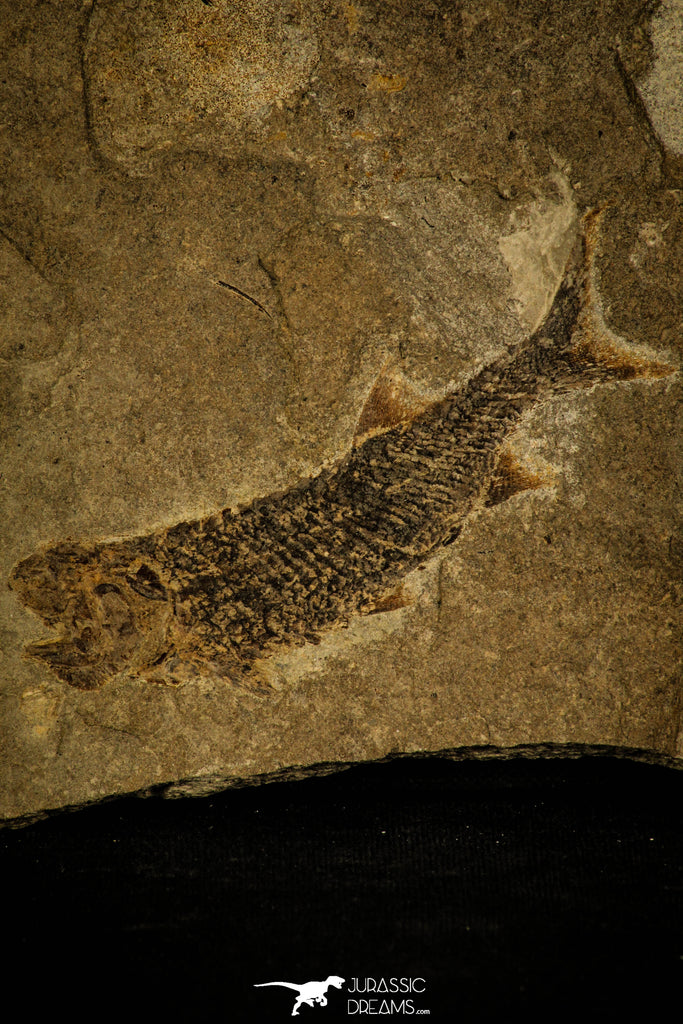 30163 - Extremely Rare Paleoniski sp Devonian Fossil Fish  - Siberia Russia