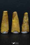 08130 - Great Collection of 3 Pterosaur (Coloborhynchus) Teeth Cretaceous KemKem Beds