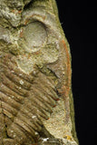 21128 - Rare Unidentified Asaphid Trilobite Lower Ordovician Fezouata Fm