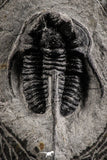 07160 - Nicely Preserved 1.39 Inch "Devil Horned" Cyphaspis walteri Devonian Trilobite