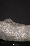 20060 - Top Quality 1.74 Inch Platyscutellum sp Lower Devonian Trilobite