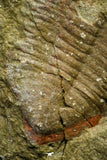 21128 - Rare Unidentified Asaphid Trilobite Lower Ordovician Fezouata Fm