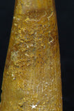 08130 - Great Collection of 3 Pterosaur (Coloborhynchus) Teeth Cretaceous KemKem Beds