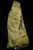 21128 - Rare Unidentified Asaphid Trilobite Lower Ordovician Fezouata Fm