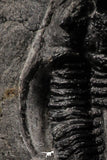 07160 - Nicely Preserved 1.39 Inch "Devil Horned" Cyphaspis walteri Devonian Trilobite