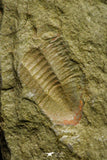 21128 - Rare Unidentified Asaphid Trilobite Lower Ordovician Fezouata Fm