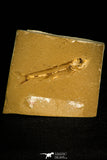 30164 - Beautiful 2.18 Inch Unidentified Fossil Fish Lower Cretaceous - France