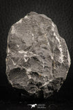 07160 - Nicely Preserved 1.39 Inch "Devil Horned" Cyphaspis walteri Devonian Trilobite