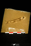 30164 - Beautiful 2.18 Inch Unidentified Fossil Fish Lower Cretaceous - France