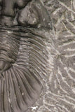 20061 - Top Quality 1.74 Inch Platyscutellum sp Lower Devonian Trilobite