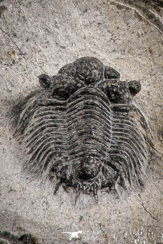 07161 - Top Rare Lichid Trilobite 0.71 Inch Acanthopyge (Lobopyge) bassei Lower Devonian