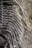 07161 - Top Rare Lichid Trilobite 0.71 Inch Acanthopyge (Lobopyge) bassei Lower Devonian