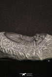 20061 - Top Quality 1.74 Inch Platyscutellum sp Lower Devonian Trilobite