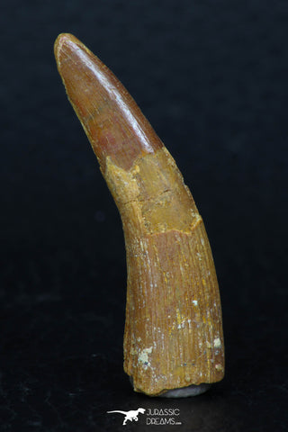 08132 - Nice 1.60 Inch Pterosaur (Coloborhynchus) Tooth Cretaceous KemKem