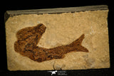 30165- Top Rare Hulettia americana Fossil Fish - Jurassic New Mexico