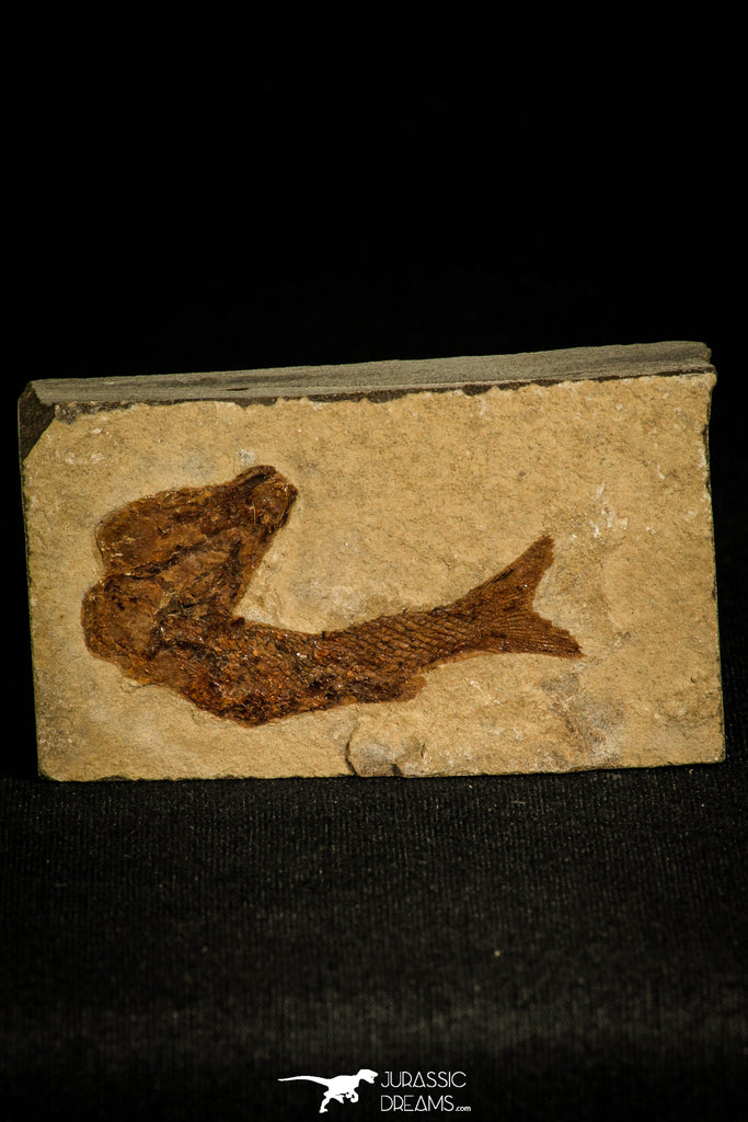 30165- Top Rare Hulettia americana Fossil Fish - Jurassic New Mexico