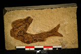 30165- Top Rare Hulettia americana Fossil Fish - Jurassic New Mexico