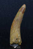 08132 - Nice 1.60 Inch Pterosaur (Coloborhynchus) Tooth Cretaceous KemKem